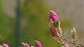 Magnolia Flowers On Magnolia Tree. Pink Magnolia Flower Starting To Open. Green Leaves In Spring Time. Close up.