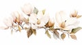 Magnolia flowers watercolor hand drawn on a white background. illustration. Generative AI Royalty Free Stock Photo