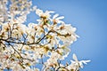 Magnolia Flowers