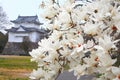 Magnolia flowers Royalty Free Stock Photo