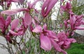 Magnolia flowes on a tree