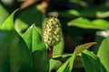 Magnolia fruit and leaves Royalty Free Stock Photo