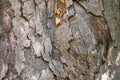 Magnolia grandiflora bark background. Textured bark of old tree