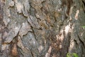 Magnolia grandiflora bark background. Textured bark of old tree