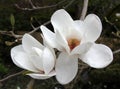 Magnolia Grandiflora Blossom Royalty Free Stock Photo