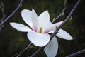 Magnolia Grandiflora Brozzoni white pink blossom tree big flower close up Royalty Free Stock Photo