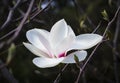 Magnolia Grandiflora Brozzoni white pink blossom tree big flower close up Royalty Free Stock Photo