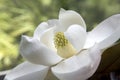 Magnolia grandiflora