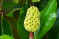 Magnolia Grandiflora