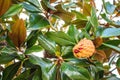 Magnolia grandiflora cone Royalty Free Stock Photo