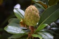 Magnolia grandiflora cone shaped fruit and leaves