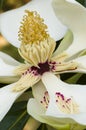 Magnolia grandiflora flower detail Royalty Free Stock Photo