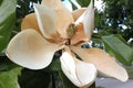 Magnolia grandiflora flower just before withering, Southern Magnolia Bull bay