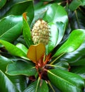 Magnolia Grandiflora Fruit Royalty Free Stock Photo