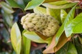 Magnolia grandiflora fruit