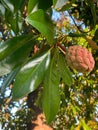 Magnolia grandiflora fruit Royalty Free Stock Photo