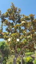 The Magnolia Grandiflora has a wonderful display of flowers and a heady lemony fragrance. Set against a clear blue sky.