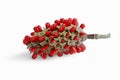Magnolia grandiflora seed pod and red, ripe seeds Royalty Free Stock Photo