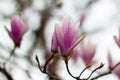 Magnolia grandiflora for springtime and flora softness over blurred background