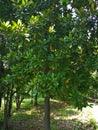 Magnolia grandiflora tree Royalty Free Stock Photo