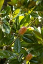 Magnolia Grandiflora tree, with seed pod and red, ripe seeds. genus of flowering plants in the Magnoliaceae family Royalty Free Stock Photo