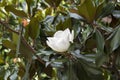Magnolia grandiflora white amazing tree flower in bloom