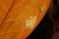 A Magnolia Green Jumping Spider and Brood