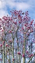 Magnolia hybrid `Royal Crown` Goblet shaped flowers.