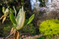 Magnolia hypoleuca Sieb. & Zucc. Magnolia obovata closed light yellow flower. Close up