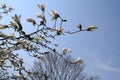 Magnolia kobus