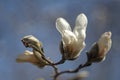 Magnolia kobus flower and buds against a blurred background