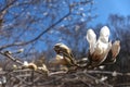 Magnolia kobus in flower against blue sky