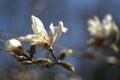 Magnolia kobus in flower, with a singular blossom and several buds