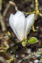 Magnolia Kobus `Norman Gould` Royalty Free Stock Photo