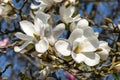 Magnolia Kobus `Norman Gould Royalty Free Stock Photo