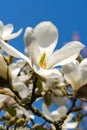 Magnolia Kobus `Norman Gould Royalty Free Stock Photo