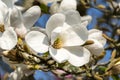 Magnolia Kobus `Norman Gould Royalty Free Stock Photo