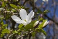 Magnolia Kobus `Norman Gould` Royalty Free Stock Photo