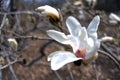 Magnolia kobus single flower on a blurred background