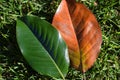 Magnolia leaves