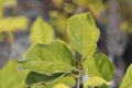 Magnolia Lennei Alba Royalty Free Stock Photo