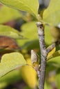 Magnolia Lennei Alba Royalty Free Stock Photo