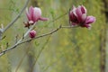 Magnolia liliflora Desr bloom in early spring