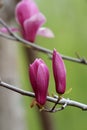 Magnolia liliflora Desr bloom in early spring