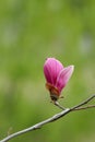 Magnolia liliflora Desr bloom in early spring