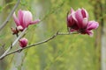 Magnolia liliflora Desr bloom in early spring