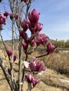 Magnolia liliflora Desr bloom in early spring