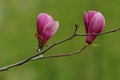 Magnolia liliflora Desr bloom in early spring