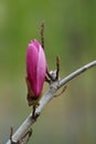 Magnolia liliflora Desr bloom in early spring