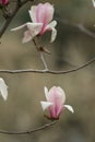 Magnolia liliflora Desr bloom in early spring